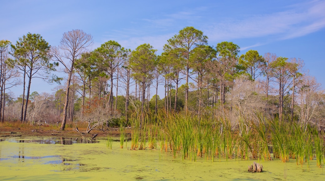 St. Andrews State Park featuring tranquil scenes and wetlands