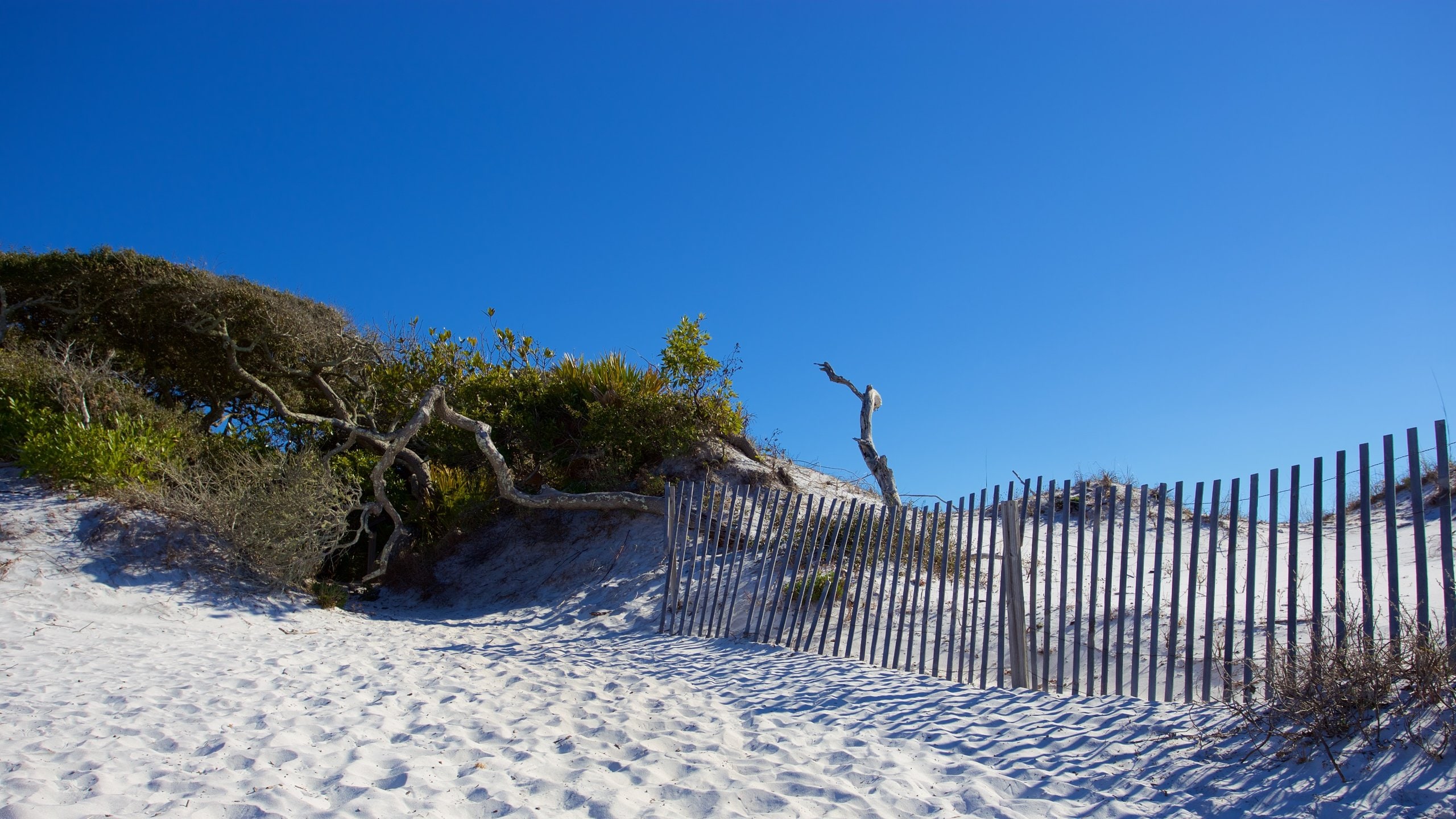 Grayton Beach State Park in Watercolor Tours and Activities Expedia.ca