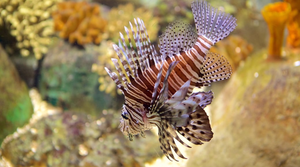 海洋水族館 呈现出 海洋生物