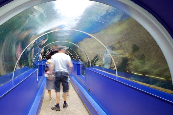 Oceanarium mettant en vedette vie marine aussi bien que petit groupe de personnes