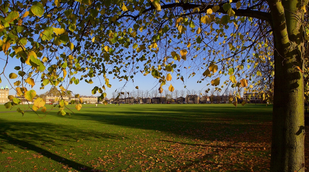 Parker\'s Piece showing autumn leaves and a park