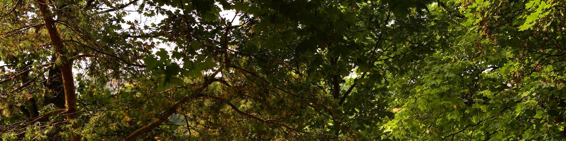 Preston Park featuring a garden