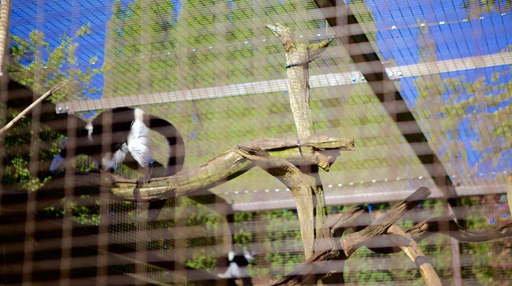 牛津 设有 動物園的動物