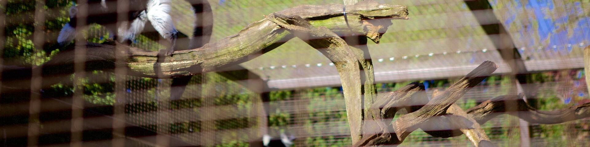 Oxford showing zoo animals