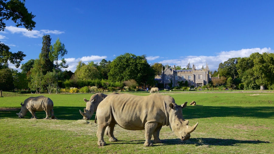 Công viên hoang dã Cotswold trong đó bao gồm khu vườn, động vật nguy hiểm và động vật trong vườn thú