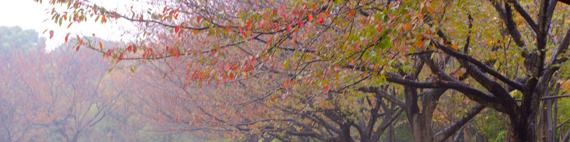 Narashino which includes fall colors and a garden