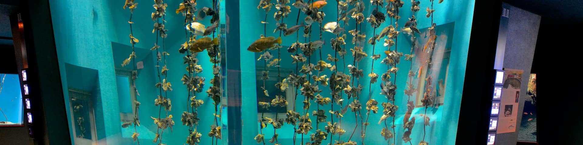 Miyajima Aquarium featuring zoo animals and marine life