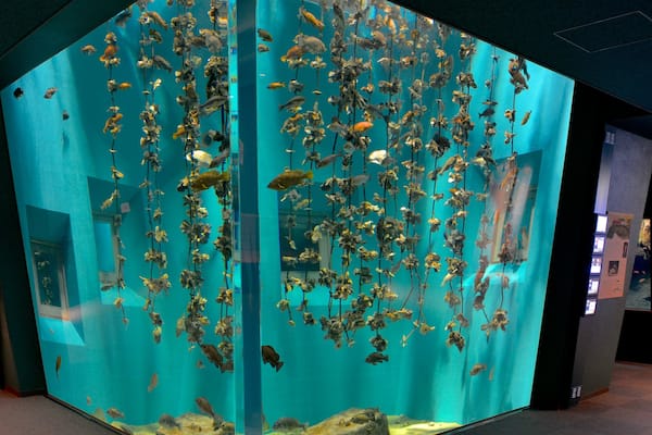 Miyajima Aquarium welches beinhaltet Zootiere und Meeresbewohner