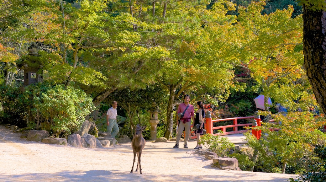 紅葉谷公園 フィーチャー 庭園 と フレンドリーな動物 及び 少数の人々