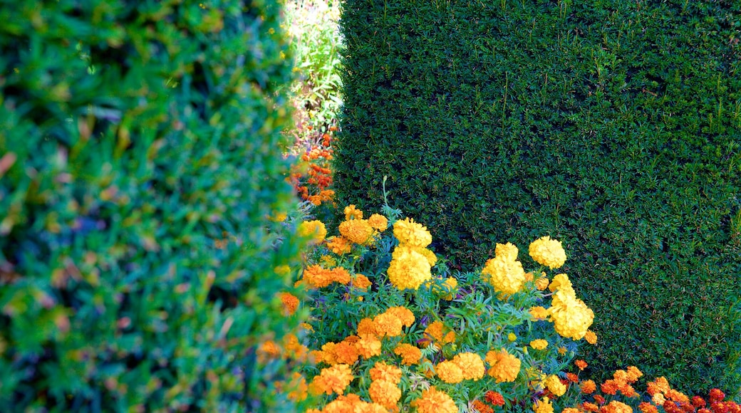 Oxford inclusief bloemen