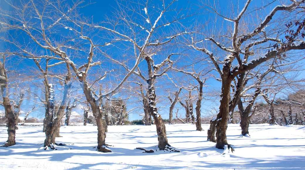 Fort Goryokaku which includes snow