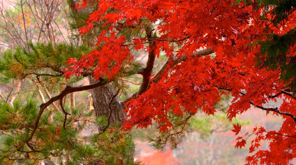 Hida Minzoku Mura Folk Village bevat herfstkleuren