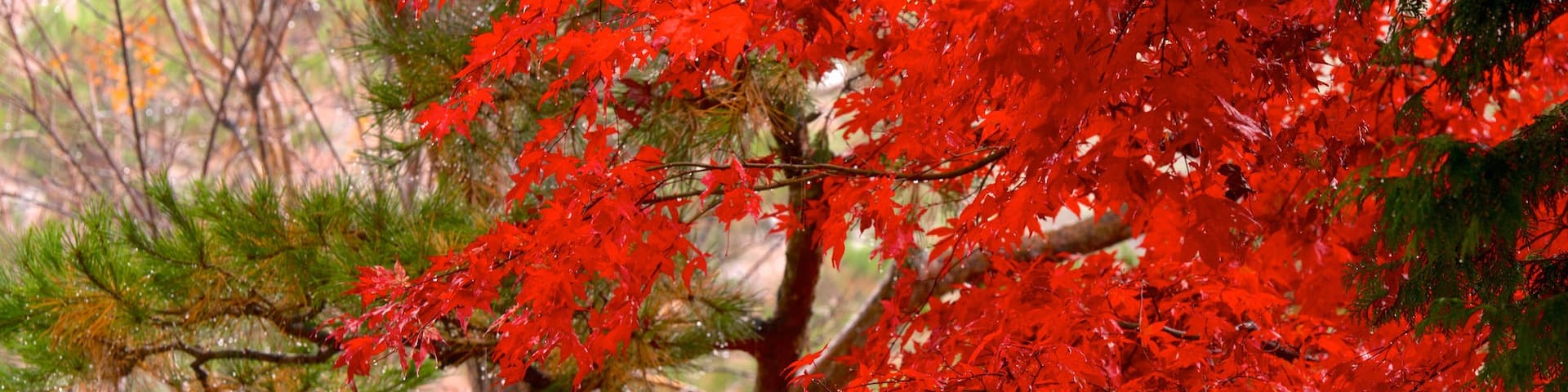 Hida Minzoku Mura montrant feuilles d\'automne