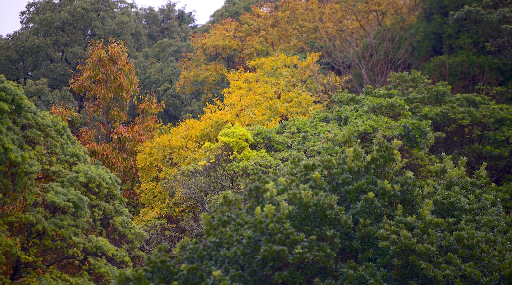 Kiyomizugaoka Park which includes autumn leaves