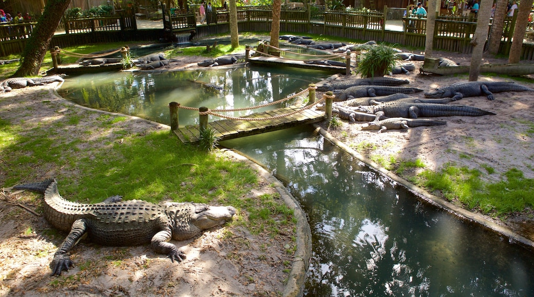 Taman Zoologikal Ladang Aligator St. Augustine