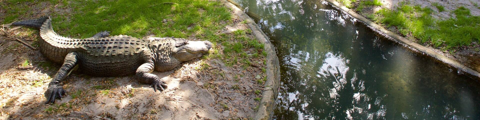 Parque zoológico y granja de caimanes St. Augustine ofreciendo animales del zoológico y animales peligrosos