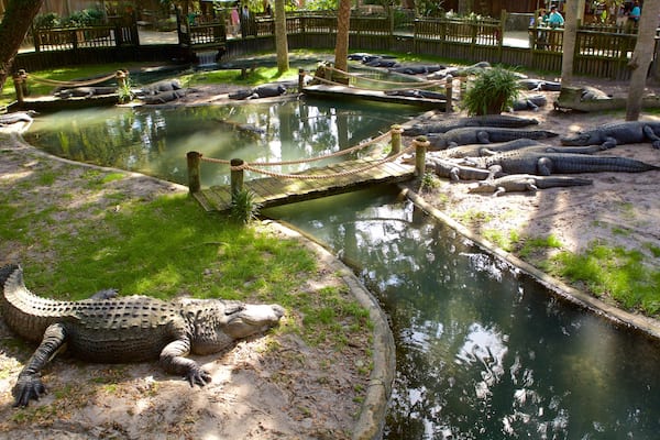 Activité ludique St. Augustine Alligator Farm Zoological Park montrant animaux dangereux et animaux de zoo