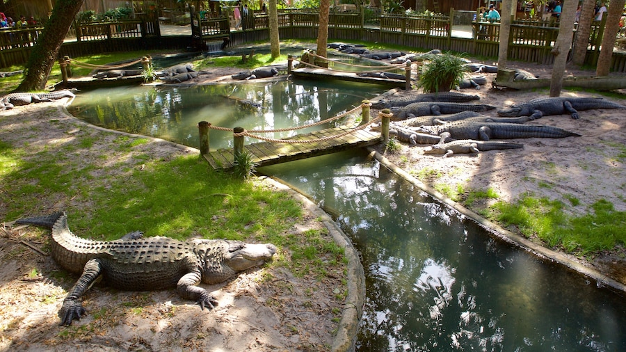 St. Augustine Alligator Farm showing zoo animals and dangerous animals