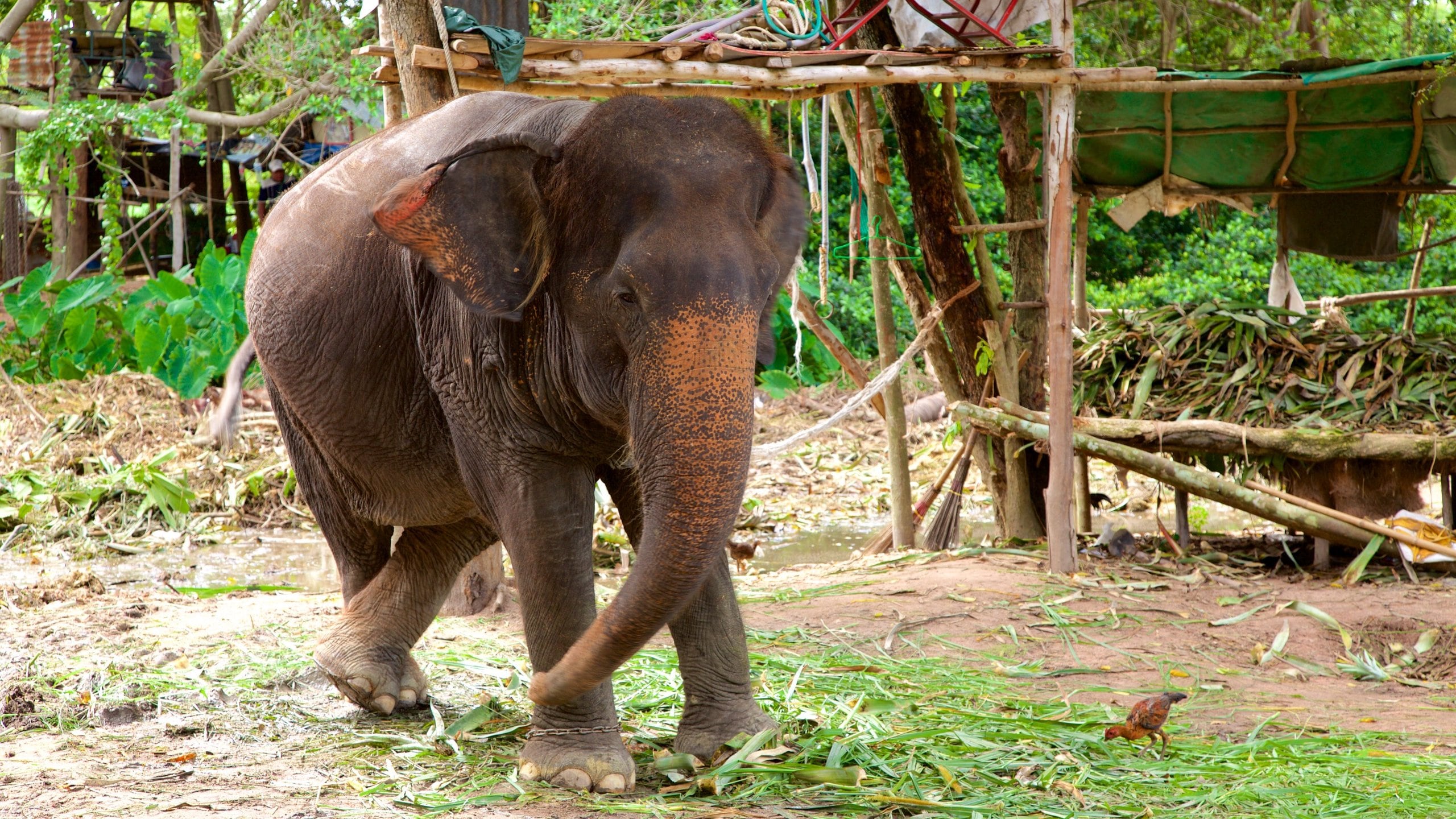 Aldea de los Elefantes de Pattaya que incluye animales terrestres