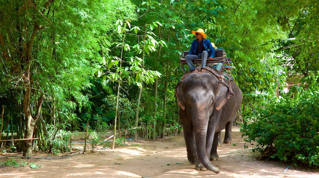 Pattaya Elephant Village featuring land animals as well as a small group of people