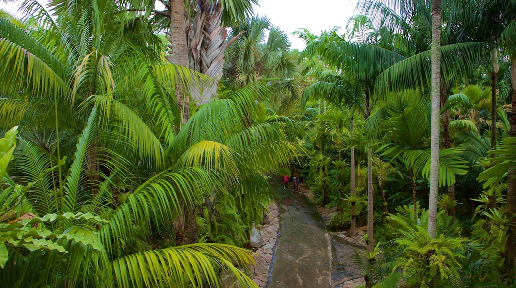 Nong Nooch Tropical Botanical Garden showing rainforest