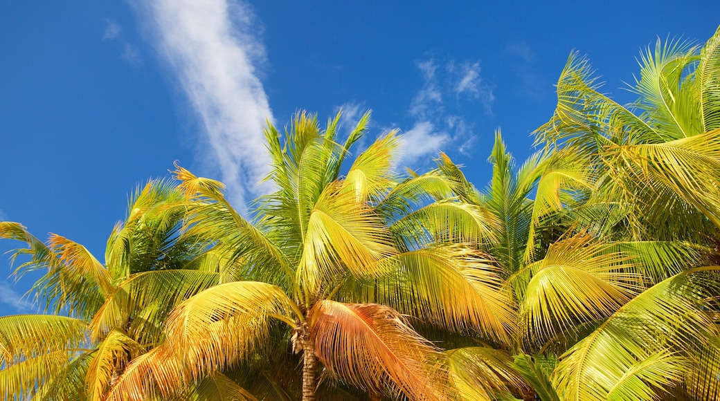 Doctor\'s Cave Beach showing tropical scenes