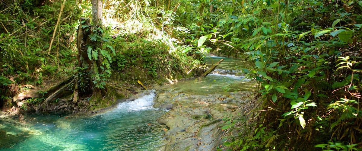 Cascadas Mayfield mostrando selva y un río o arroyo