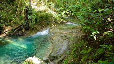 Mayfield Falls toont regenwoud en een rivier of beek