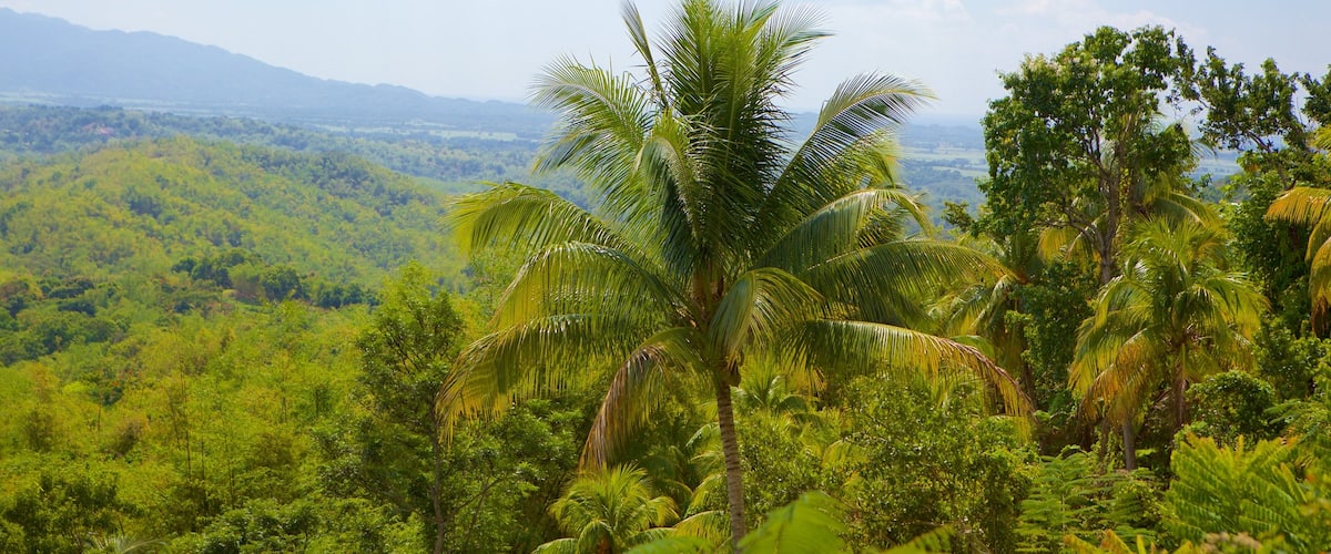 Lucea mettant en vedette scĂšnes forestiĂšres et scĂšnes tropicales