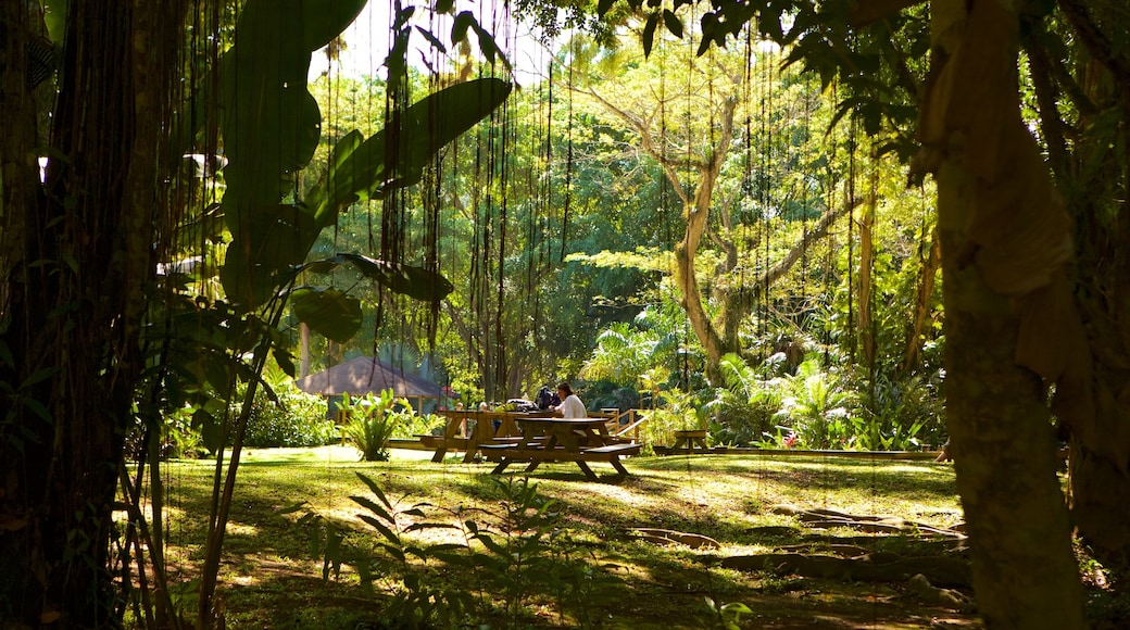 YS Falls which includes a garden