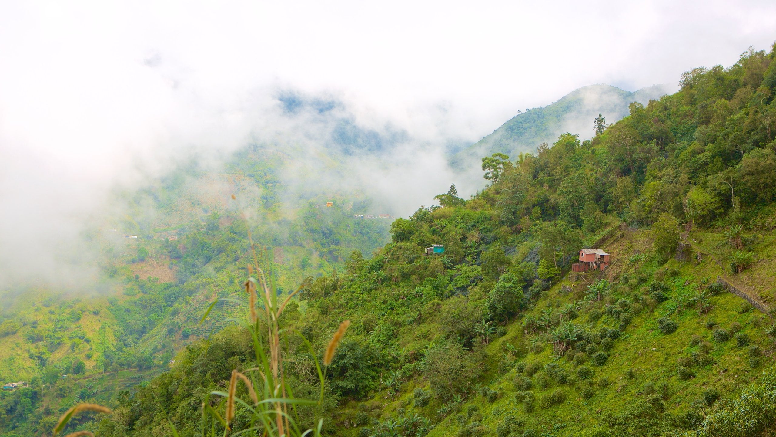 Visita Parque Nacional Montes Blue y de John Crow en Jamaica Tours