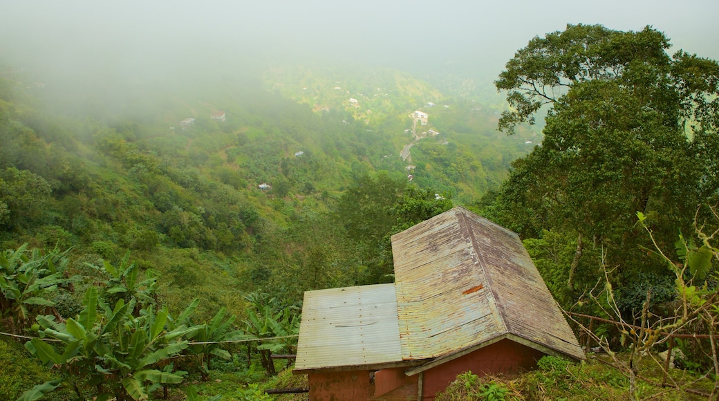 Blue-Mountains-National-Park das einen Regenwald, Nebel und Haus