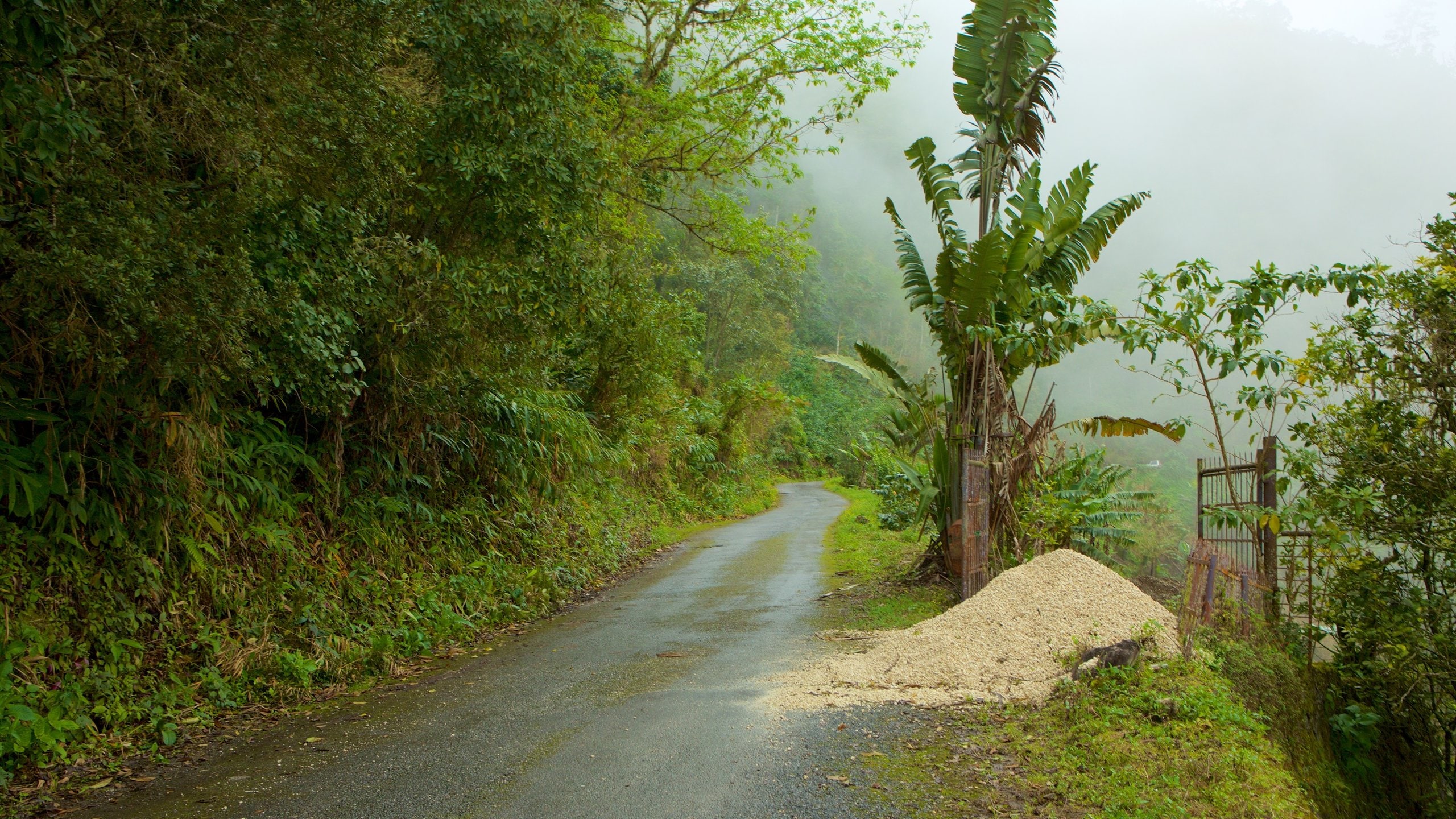 Parc national de Blue Mountains mettant en vedette brume ou brouillard et forêt vierge