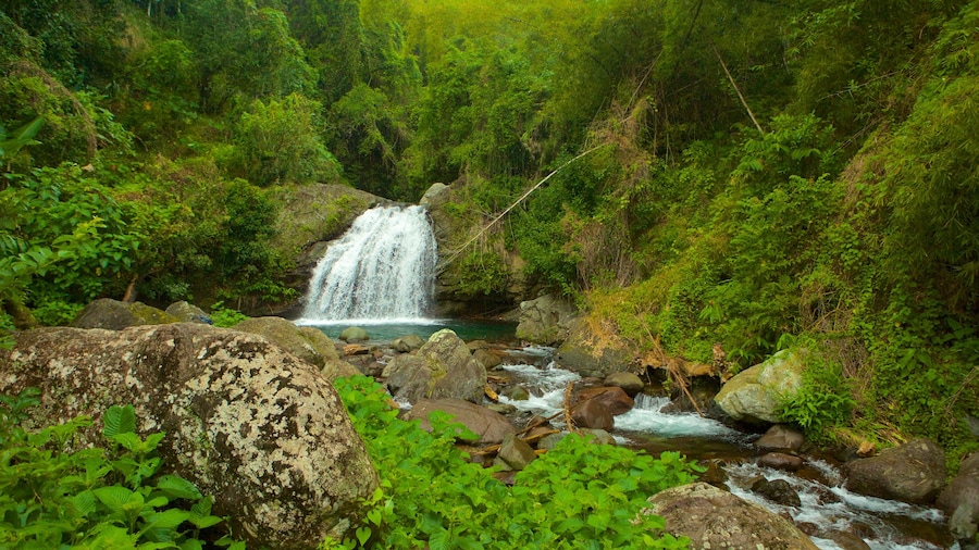 Blue Mountains National Park showing rainforest and a waterfall