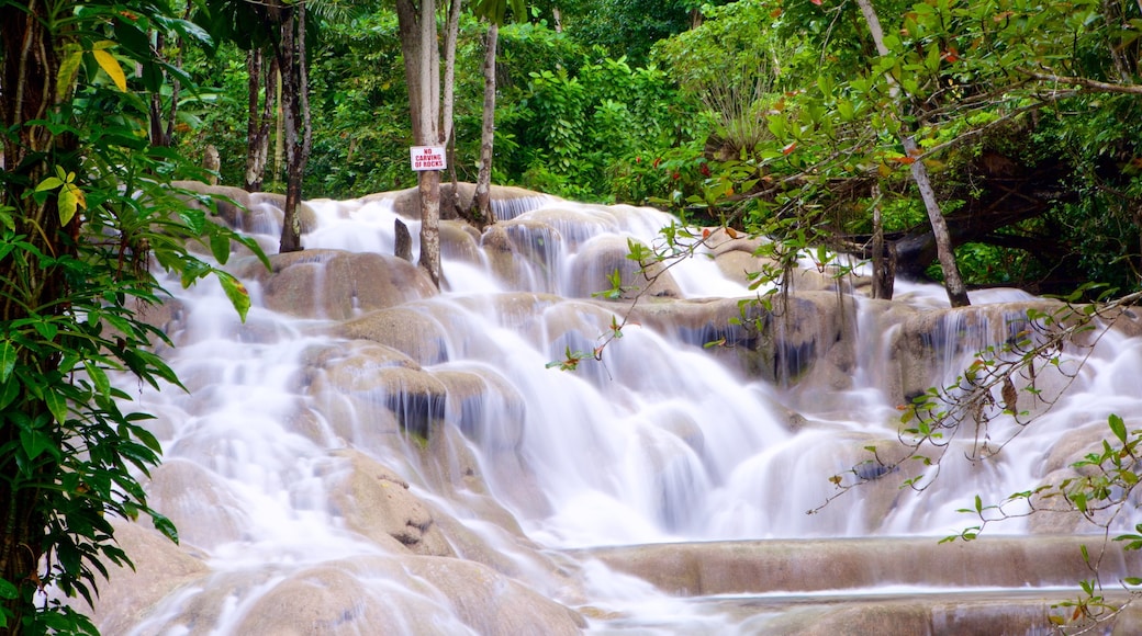 Dunn\'s River Falls which includes rainforest and a waterfall