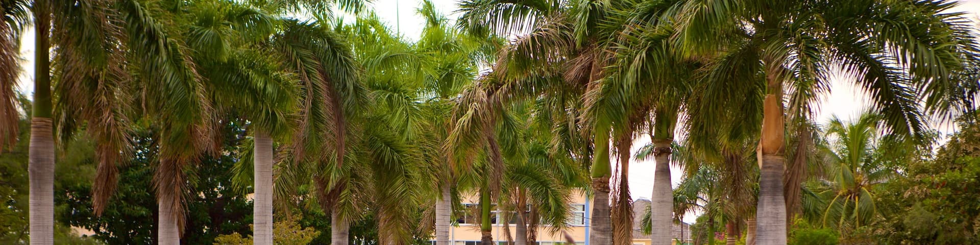 National Heroes Park showing a garden