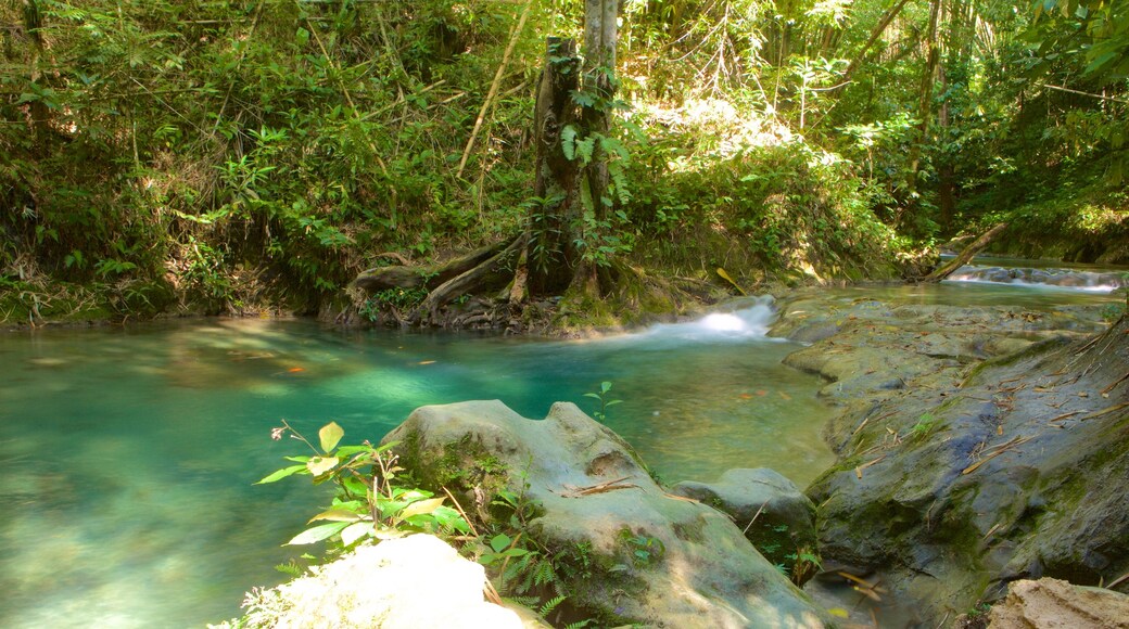 Mayfield Falls featuring a river or creek and rainforest