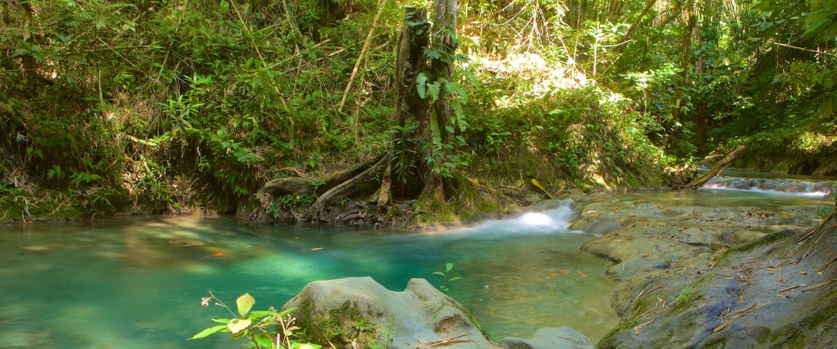 Chute Mayfield mettant en vedette rivière ou ruisseau et forêt vierge