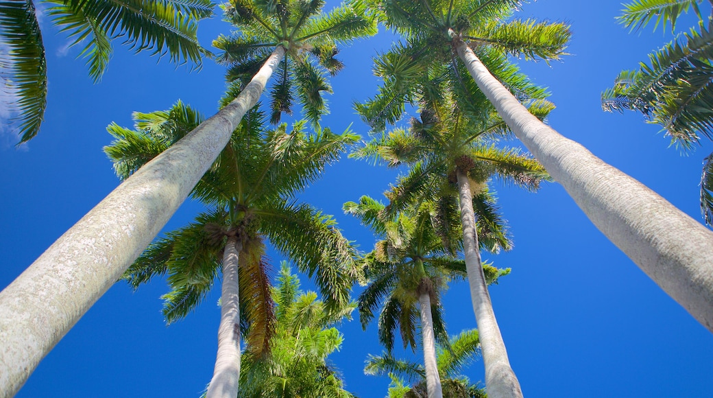 Cenotaph showing tropical scenes