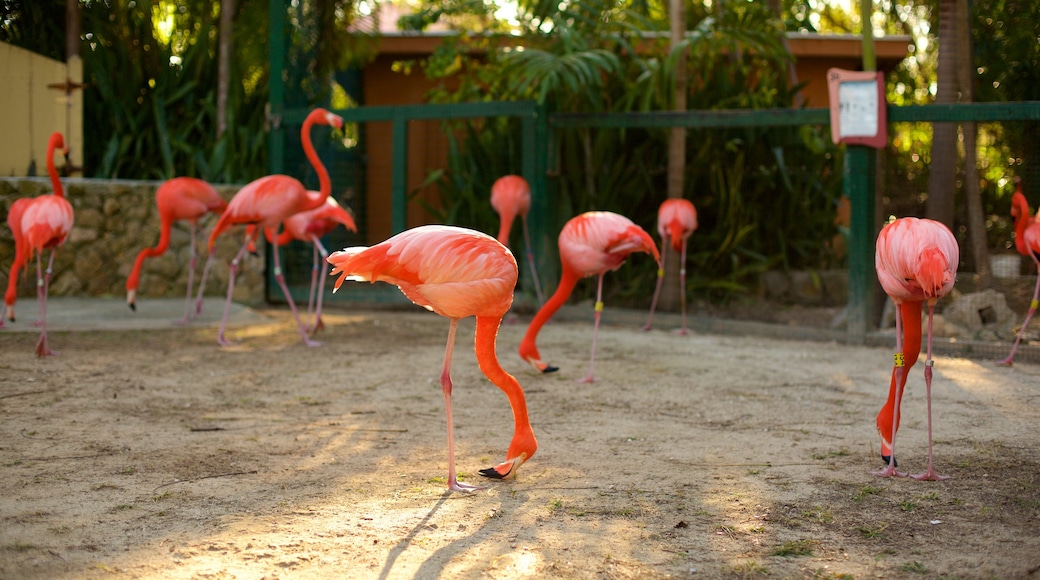 Ardastra Gardens, Zoo and Conservation Center showing bird life and zoo animals