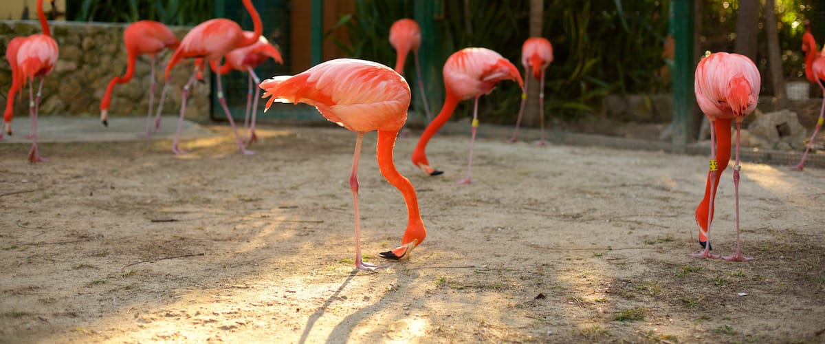 Ardastra Gardens, Zoo and Conservation Center featuring bird life and zoo animals