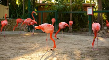 Centro de conservação e zoológico Ardastra Gardens caracterizando animais de zoológico e vida das aves