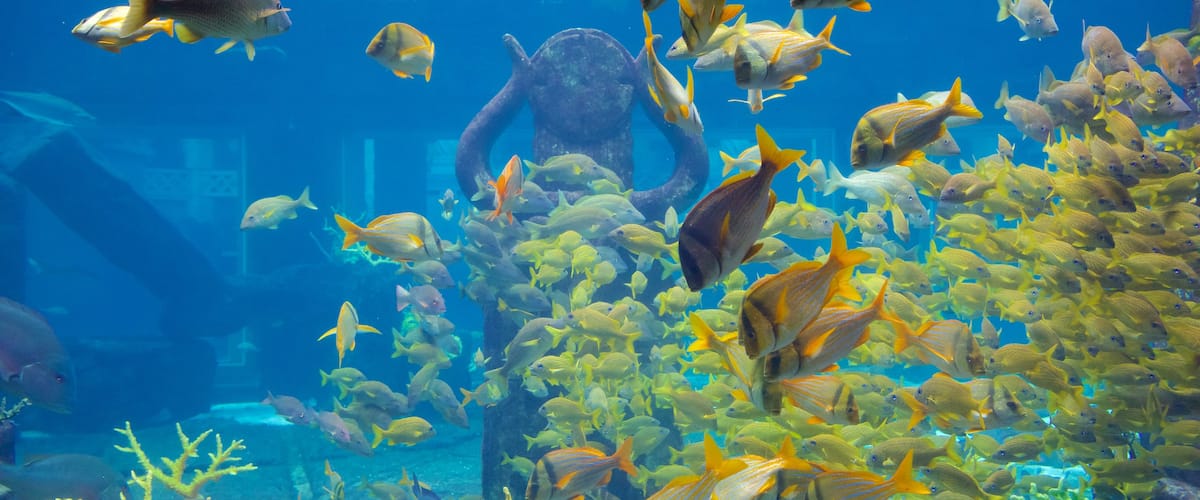 Atlantis Aquarium which includes marine life