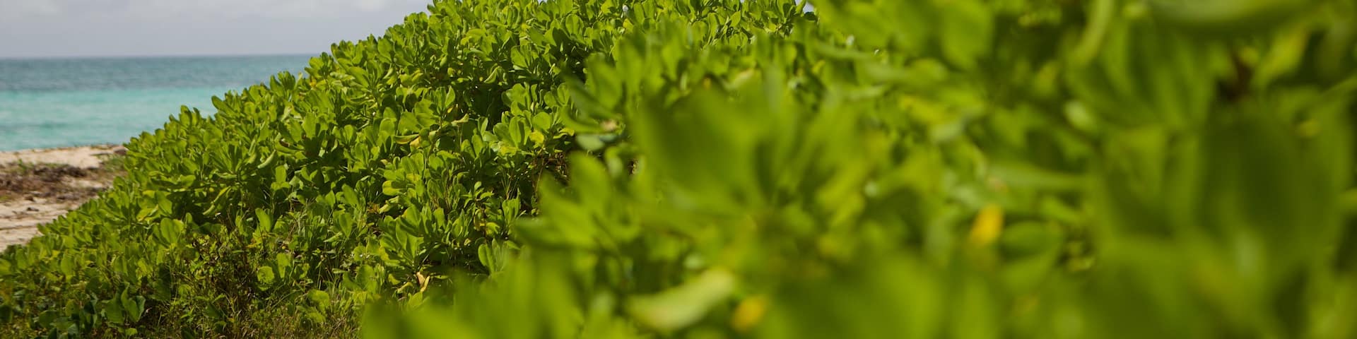 ザナドゥ ビーチ