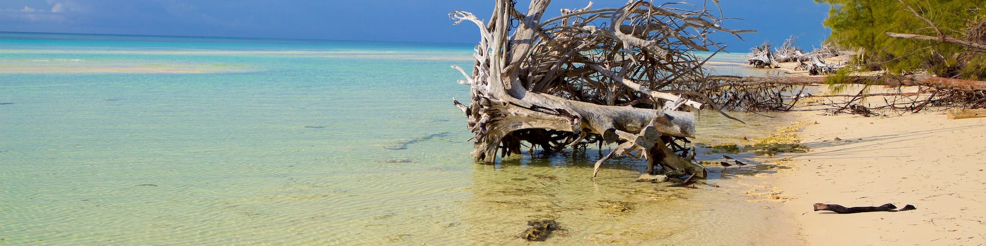 Gold Rock Beach showing a beach