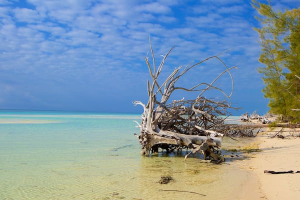 Gold Rock Beach featuring a sandy beach