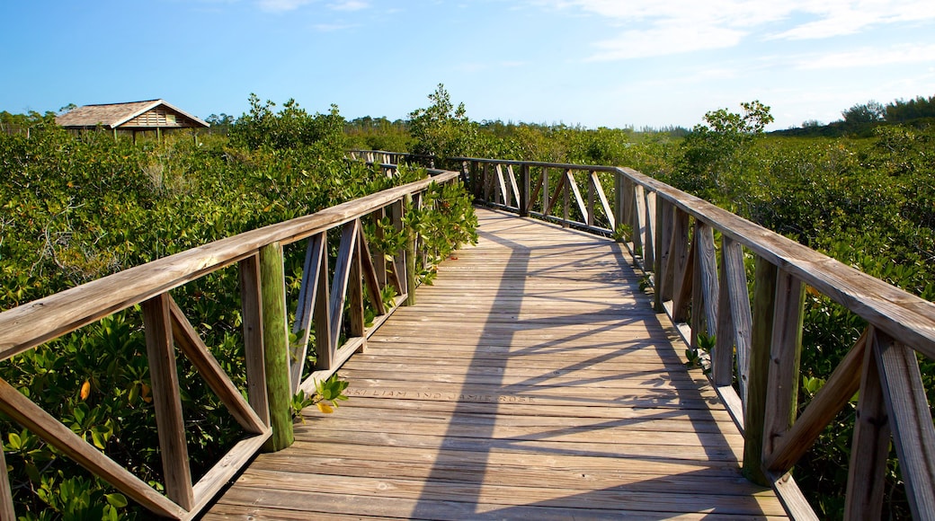 Parque Nacional Lucayan ofreciendo un puente y manglares