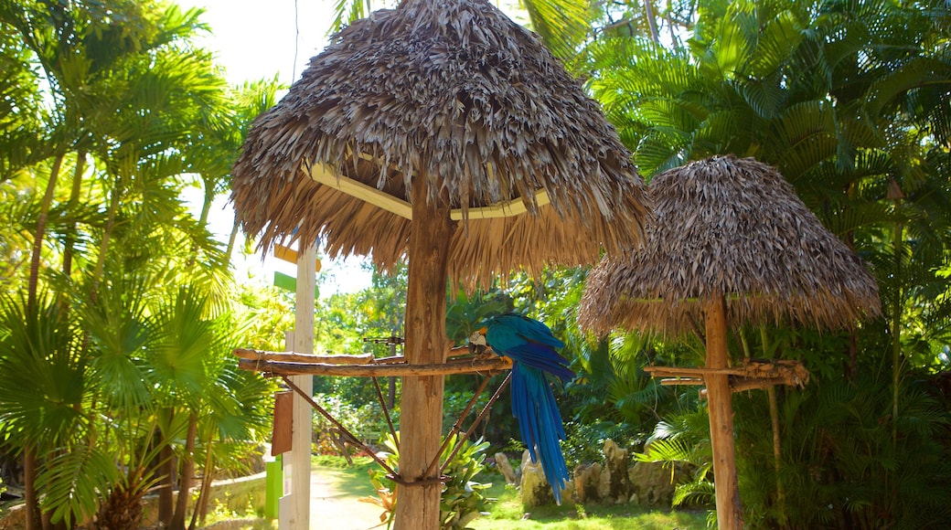 Ardastra Gardens, Zoo and Conservation Center das einen Vögel und Zootiere