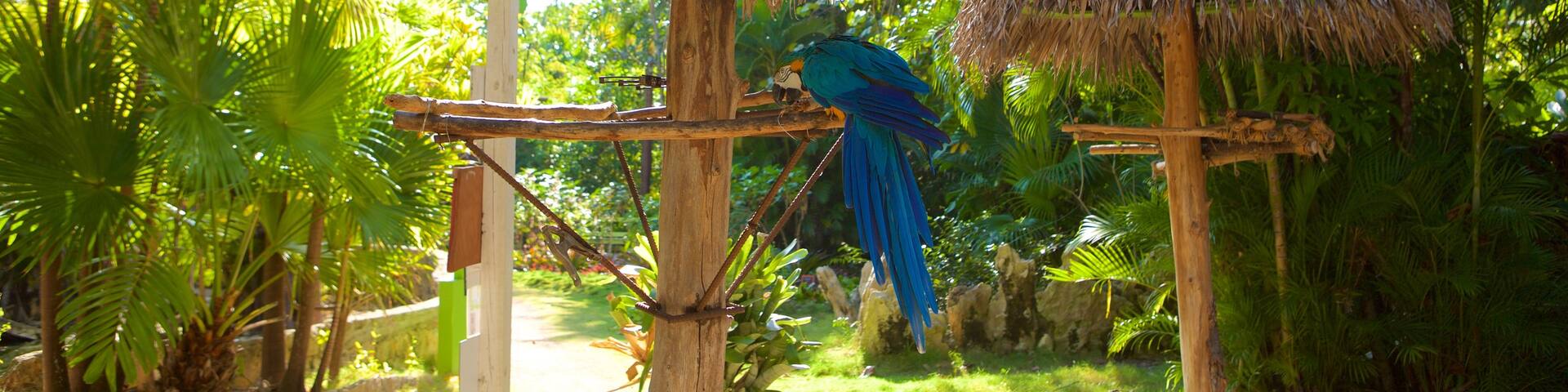 Ardastra Gardens, Zoo and Conservation Center featuring zoo animals and bird life