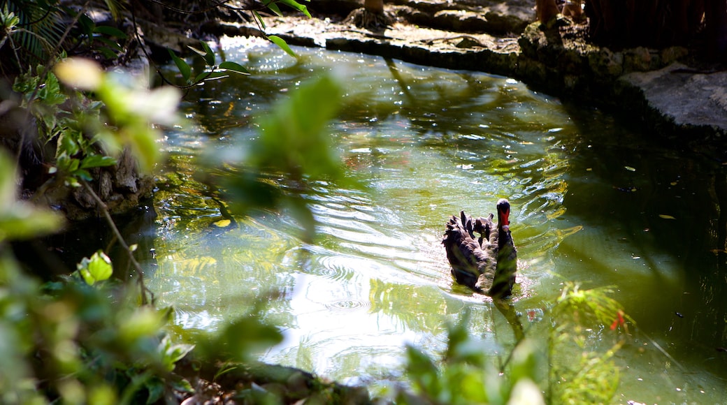 Ardastra Gardens, Zoo and Conservation Center which includes bird life